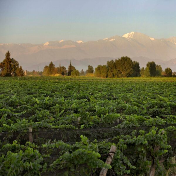 Olive Oil Mill + Wineries (Half Day) - Image 8