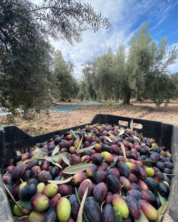 Olive Oil Mill + Wineries (Half Day) - Image 5