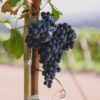 Wine Idols: Zuccardi's Family / Bike & Tasting in Santa Julia + Full Lunch - Image 3
