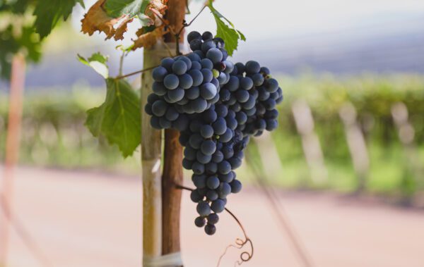 Wine Idols: Zuccardis's / Bike Ride at "Zuelo" Olive Oil Factory + Full Lunch at Pan y Oliva - Image 4
