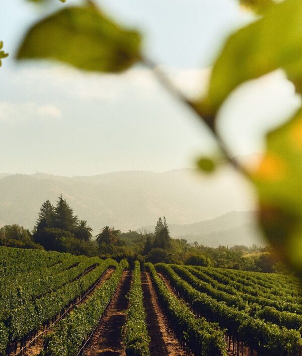 Wine Icons: The sparkling world of Chandon - Image 6