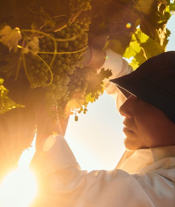 Wine Icons: The sparkling world of Chandon - Image 7