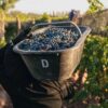 Wine Icons: Discover Susana Balbo’s Winery - Image 7