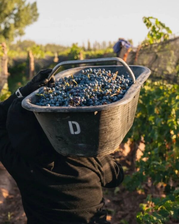 Wine Icons: Discover Susana Balbo’s Winery - Image 7