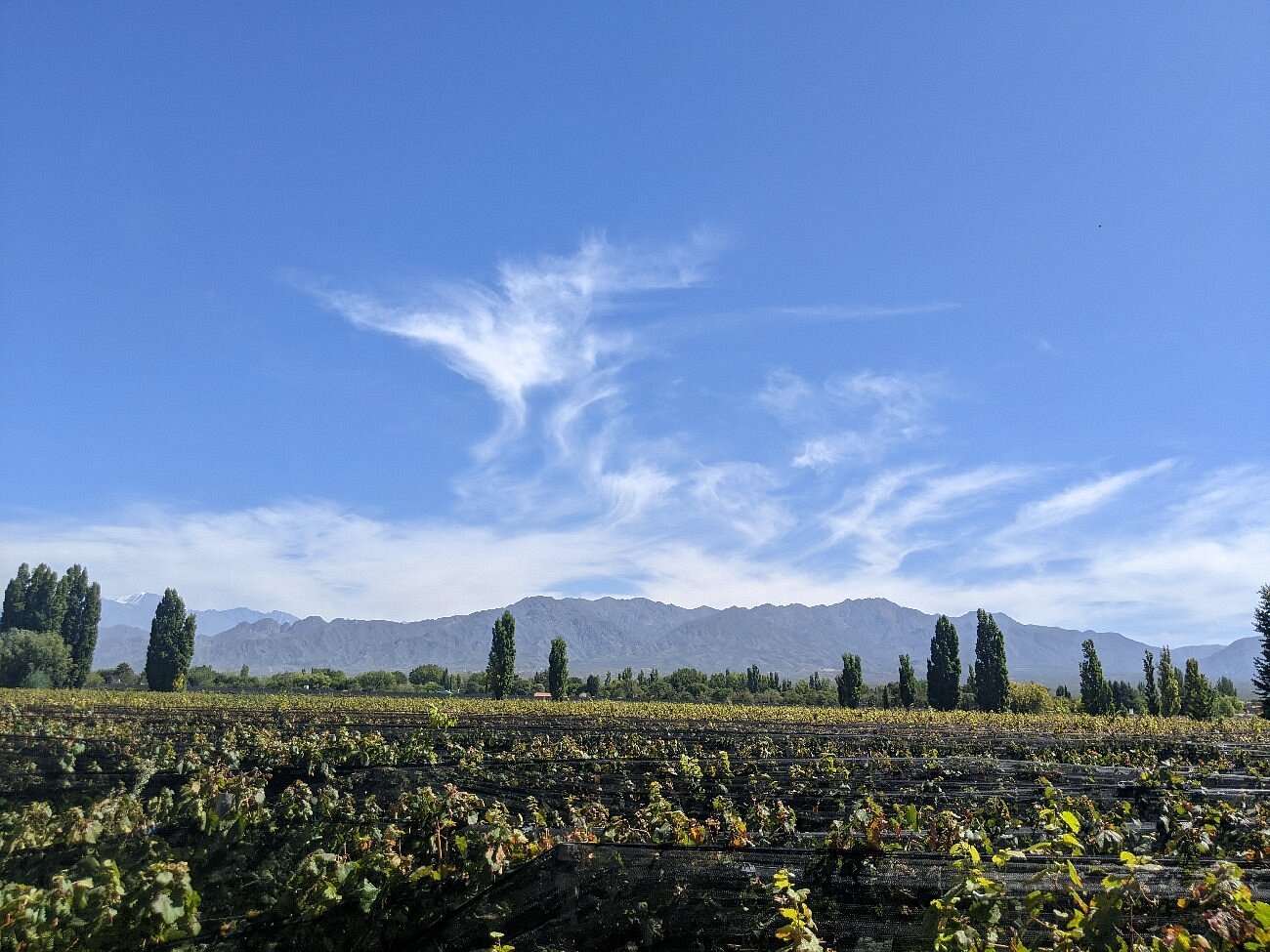 Riccitelli Wines: The New Wave of Argentine Wine - Image 18