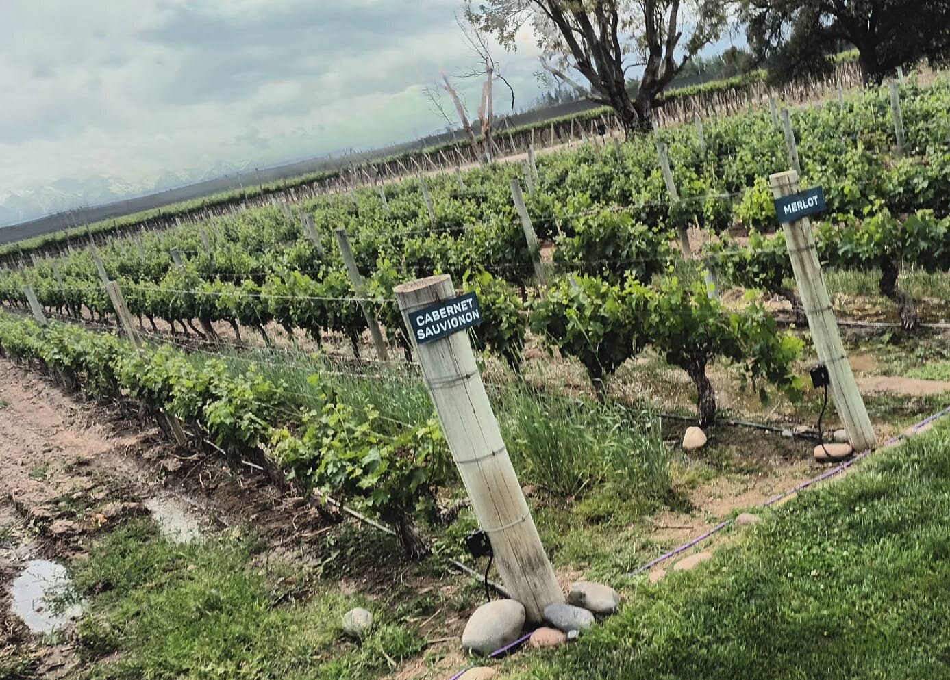 Norton Winery & Andes Views: A Classic Mendoza Experience - Image 6