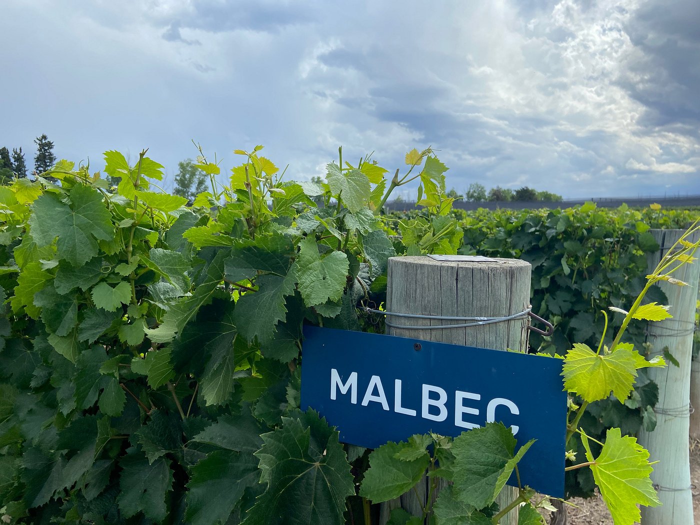 Norton Winery & Andes Views: A Classic Mendoza Experience - Image 8