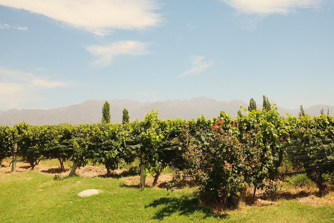 Riccitelli Wines: The New Wave of Argentine Wine - Image 11